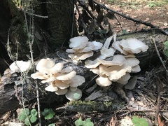 Pleurotus pulmonarius
