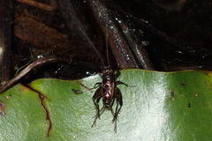 Pteronemobius