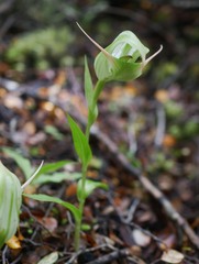 Pterostylis australis