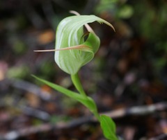Pterostylis australis