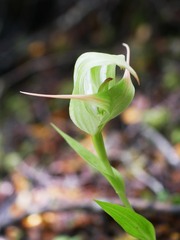 Pterostylis australis