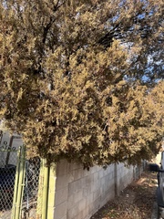 Phoradendron villosum