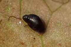 Pseudosuccinea columella