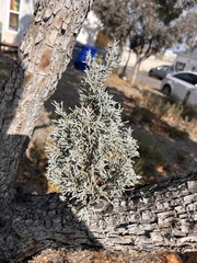 Juniperus deppeana