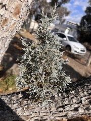 Juniperus deppeana