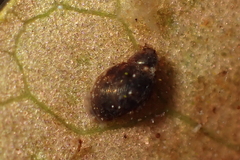 Pseudosuccinea columella