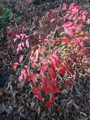 Vaccinium elliottii