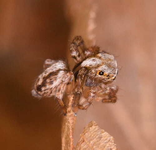 Beardfooted spider