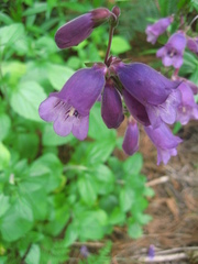 Penstemon gentianoides