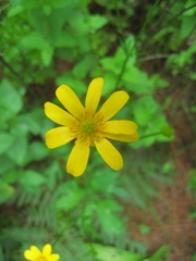 Ranunculus petiolaris