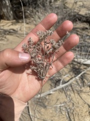 Cryptantha crassisepala