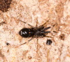 Liophrurillus flavitarsis