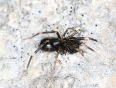 Liophrurillus flavitarsis