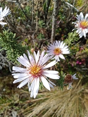 Diplostephium hartwegii