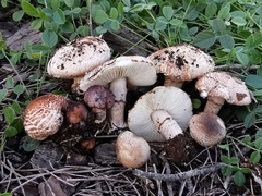 Lepiota brunneoincarnata