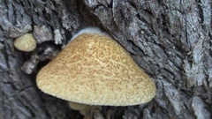 Crepidotus calolepis