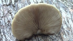 Crepidotus calolepis