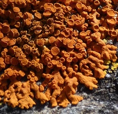 Teloschistaceae