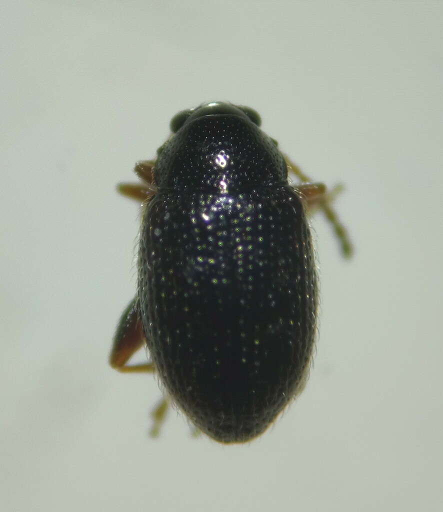 Epitrix papa