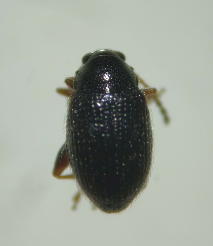 Epitrix papa · NaturaLista Colombia