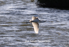 Platalea leucorodia