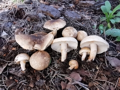 Chamaemyces fracidus