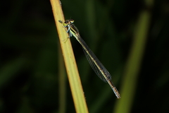 Ischnura aurora aurora