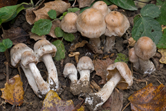 Cortinarius saturninus