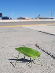 Amblycorypha oblongifolia