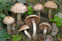 Cortinarius saturninus