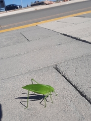 Amblycorypha oblongifolia