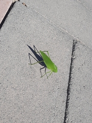 Amblycorypha oblongifolia