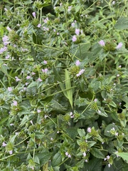 Elephantopus carolinianus