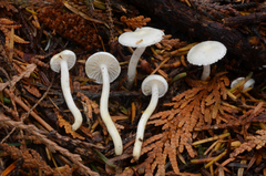 Hygrophorus piceae