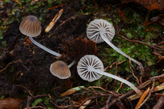 Leucoinocybe