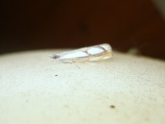 Catoptria permutatellus