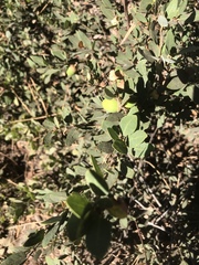 Quercus vacciniifolia