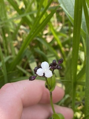 Tripogandra serrulata