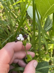 Tripogandra serrulata