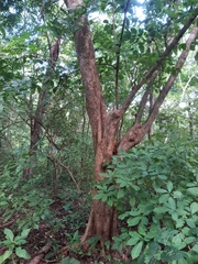 Solenandra mexicana