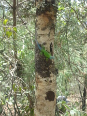 Sceloporus formosus