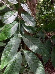 Solenandra mexicana