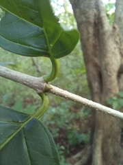 Solenandra mexicana