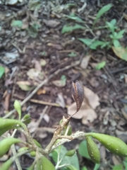 Solenandra mexicana