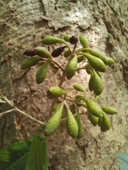 Solenandra mexicana