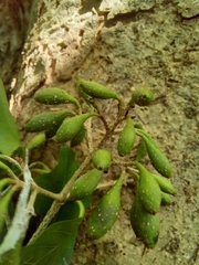 Solenandra mexicana