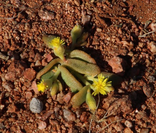 Mesembryanthemum inachabense