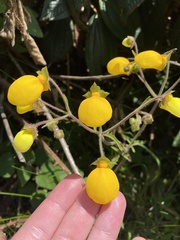 Calceolaria tripartita