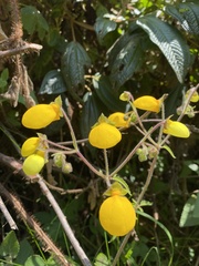 Calceolaria tripartita
