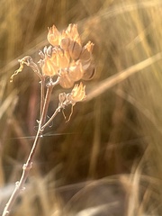 Potentilla gracilis